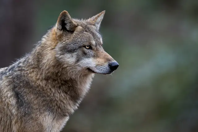 Scharfe Kritik an den sieben Wolfsabschüssen in Kärnten