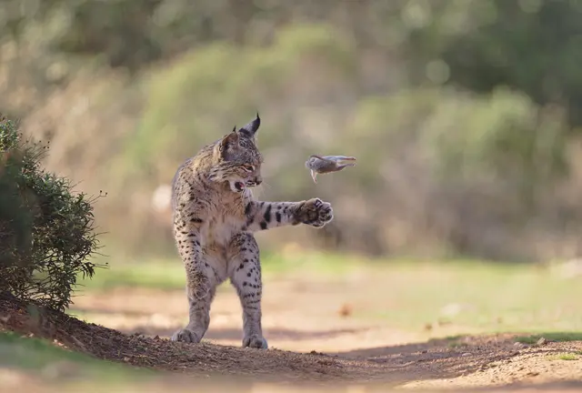 Das Sieger-Bild „Fliegendes Nagetier“ zeigt einen Iberischen Luchs in einer außergewöhnlichen Spielsituation. | Foto: Josef Stefan