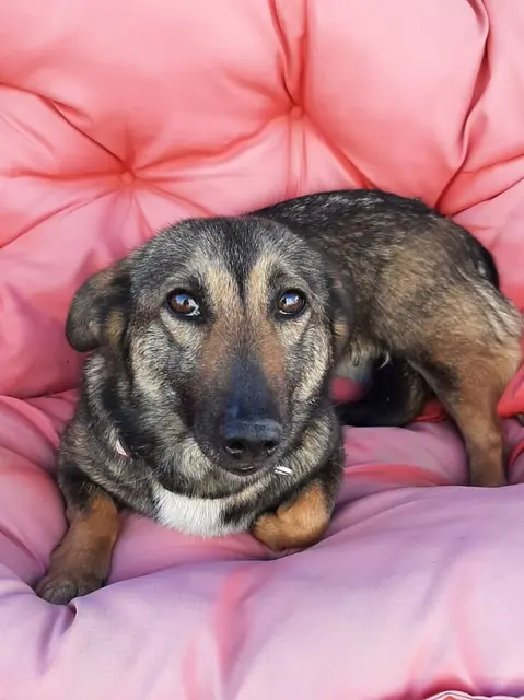 Tiere suchen ein zu Hause