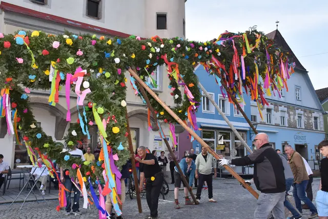 Maibaum Grein 2025. In Grein wird der Maibaum seit dem Ende des 2. Weltkrieges von der SPÖ aufgestellt.  | Foto: Robert Zinterhof