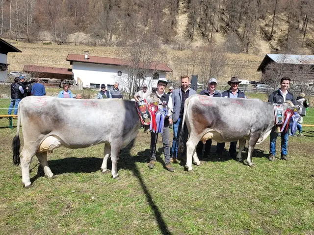 Das sind die Gesamtsiegertiere der Grauviehausstellung in Vals