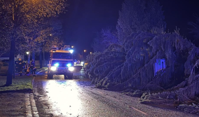 Baum in Kühnringerstraße in Eggenburg entwurzelt