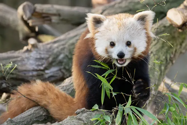 Das neue Rote Panda-Weibchen hält sich besonders gerne in luftiger Höhe auf und ist meist in den Baumwipfeln der Anlage zu entdecken. | Foto: Daniel Zupanc