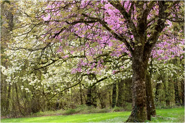 blühende Bäume im Donnenbergpark 
