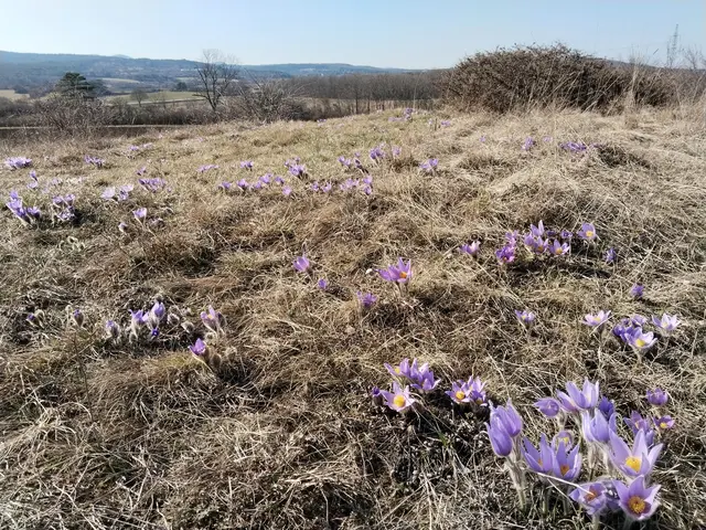 Geschützte Blütenpracht lockt in Matzendorf-Hölles zum Naturdenkmal