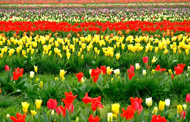 Im Tulpenland (Ein Ausflug nahe Stockerau)
