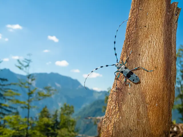 Wenn seltene und einst verschollene Tierarten zurückkehren