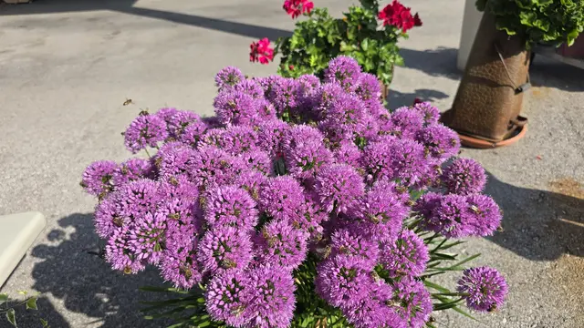 Allium, eine beliebte Bienenpflanze | Foto: Gärtnerei Bergmair-Russmann