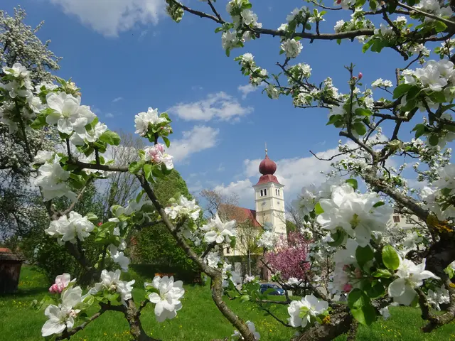 Wenn das Apfeldorf in voller Blüte steht, wird wieder klar, warum Puch bei Weiz als der Obstgarten von Österreich bekannt ist.  | Foto: W. Schneider 