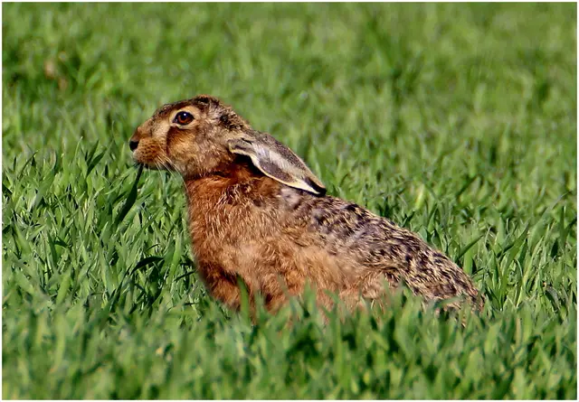 bevor er sich auf den Weg macht 🐇🐇*
