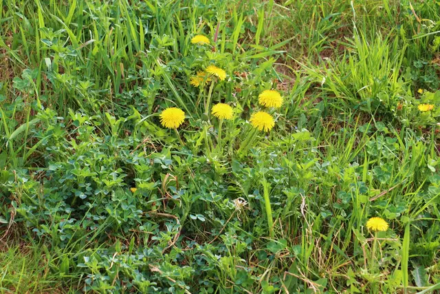 Essbare Schätze aus der Natur