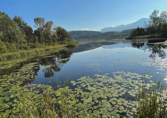Die Naturfreunde Kühnsdorf besitzen seit dem Jahr 1997 die Gewässerpatenschaft für das Naturschutzgebiet Sablatnigmoor. | Foto: MeinBezirk.at/Petra Lammer