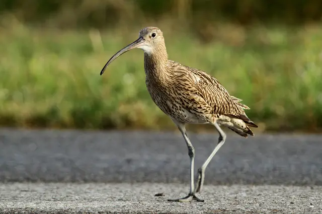 Die Vogelwelt der Welser Heide