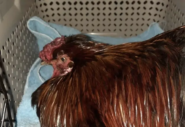 Sechs Hühner wurden beim TiKo (Tierheim in Klagenfurt) von Unbekannten ausgesetzt und "wie Müll entsorgt". | Foto: Vogelhilfe Kärnten