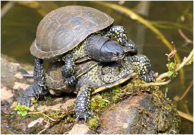 Frühlingsgefühle bei den Schildkröten 