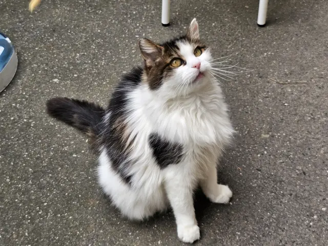 Katze Nayeli hat Charakter