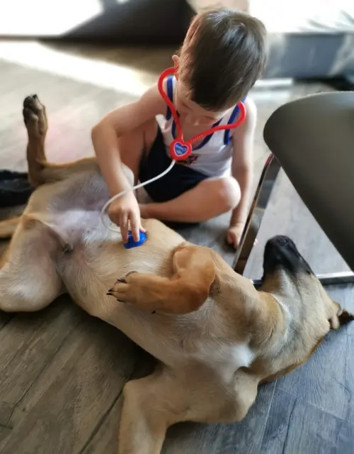 Malinois sind nicht bloß Arbeitshunde, sondern auch Familienhunde. Sie sind beides. | Foto: Tatjana Frieben