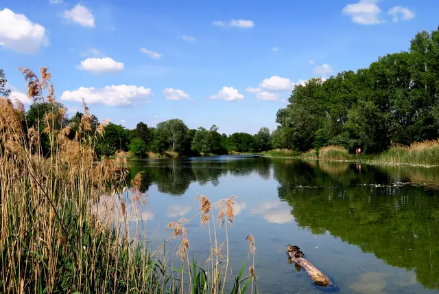 Zu den Bedrohungen für die Lobau zählen die geplante Lobau-Autobahn und die Austrocknung der Auengewässer. (Archiv) | Foto: Lieselotte Fleck