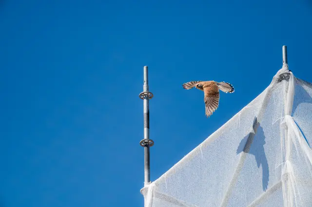 Das Foto zeigt einen Turmfalken bei einem Baugerüst vor der Prandtauerkirche. | Foto: Christian Krückel