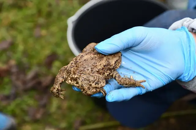 Eine Kröte in der Hand, diese ist gerettet. | Foto: Anita Galler
