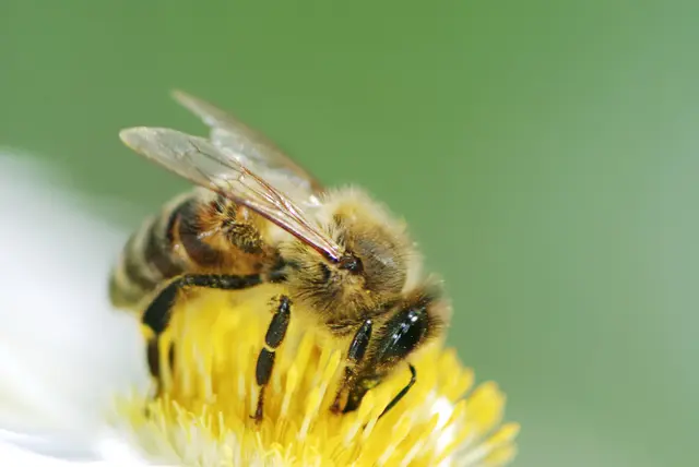 Fleißiges Bienchen: Die Insekten nehmen eine Schlüsselrolle in der Bestäubung und landwirtschaftlichen Lebensmittelproduktion ein.  | Foto: panthermedia/manfredxy