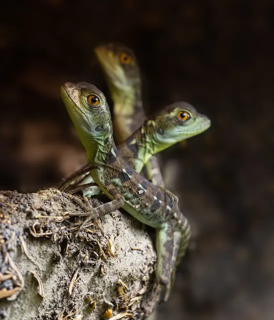 Nachwuchs im Aquazoo Schmiding: Stirnlappebasilisken-Babsy haben das Licht der Welt erblickt. | Foto: Zoo Schmiding / Sterns