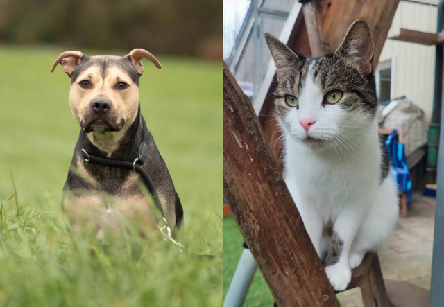 Knödel und Mimi – leise und sensibel, stark und treu, beide bereit für ihr Glück. | Foto: Tierschutzverein Tirol