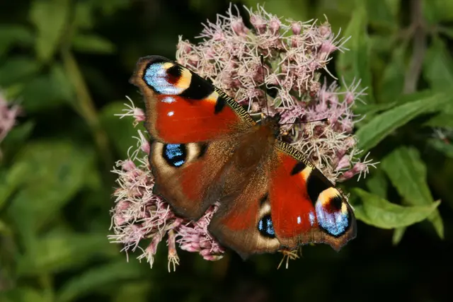 Schmetterlinge sind nützliche Bestäuber und ihre Raupen dienen als Nahrung für viele Tiere. | Foto: Klaus Michalek/Naturschutzbund Österreich