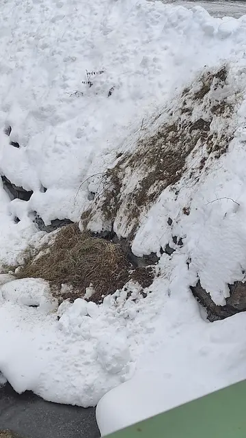 auch Heureste gehören zum Bioabfall oder auf den Misthaufen | Foto: TBW Est. Stubai