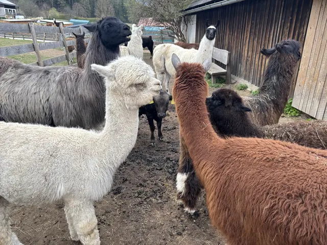 Lamas und Alpakas sind die am längsten am Hof wohnenden Tiere. | Foto: MeinBezirk