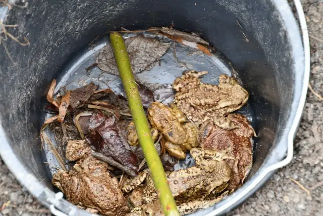 Schutzzaun Nahe Mühlen schützt vor Überfahren auf Bundesstraße