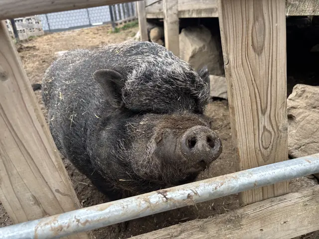 Dieses Schwein wohnt am Hof und ist sichtlich zufrieden. | Foto: MeinBezirk