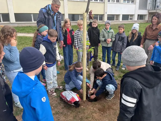 Im Zuge der Verleihung erhielt die Schule eine Urkunde sowie einen Baum. Dieser wurde von den Schülerinnen und Schülern gemeinsam mit ihrer Klassenlehrerin und der Direktorin im Schulhof gepflanzt. | Foto: Volksschule am Tabor 