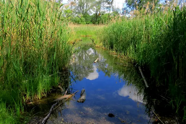Die Lobau ist ein Feuchtgebiet im Grenzgebiet von Wien und Niederösterreich. (Archiv) | Foto: Lieselotte Fleck