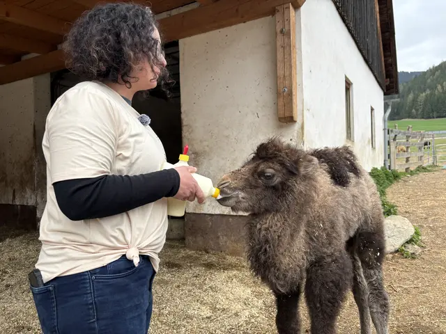 Kamel-Baby Otto muss derzeit noch mit dem Milchflascherl ernährt werden. | Foto: MeinBezirk