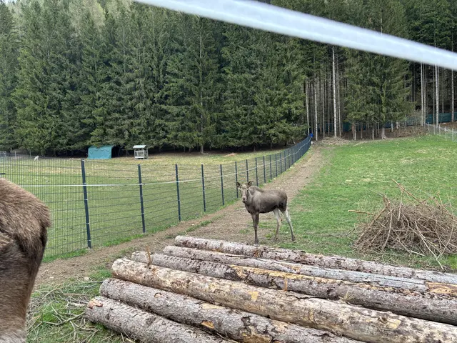 Elchkuh Hannah und ihr Kollege Brutus sind einer der Attraktionen am Hof. | Foto: MeinBezirk