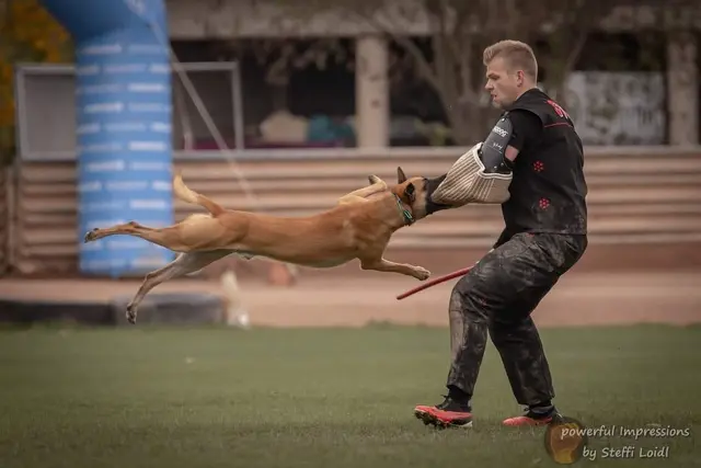 Paukenschlag - Schutzhunde Verbot gekippt, Hundeszene gespalten