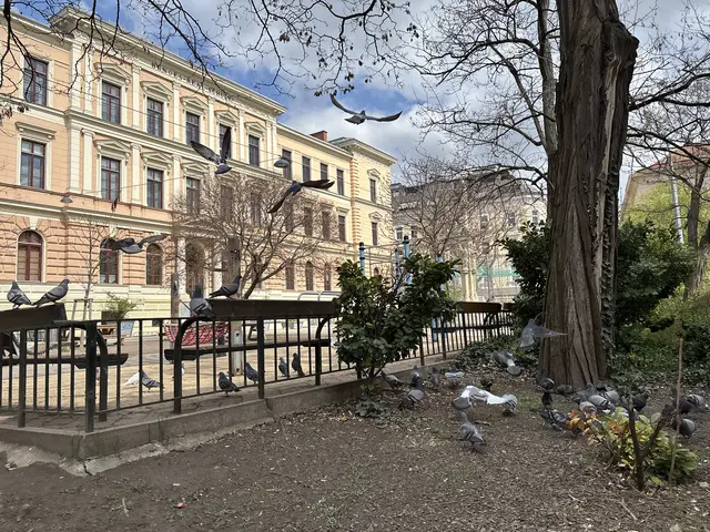 So will die Politik das Taubenproblem in Rudolfsheim lösen