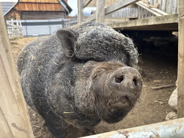 Foto: MeinBezirk