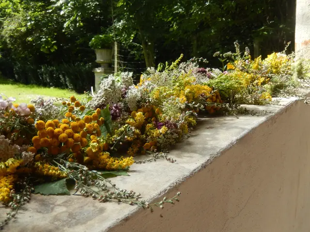 Bei der Führung erfahren die Teilnehmer alles über die lokal wachsenden Knospen, Kräuter und Blüten. | Foto: Schloss Katzenberg