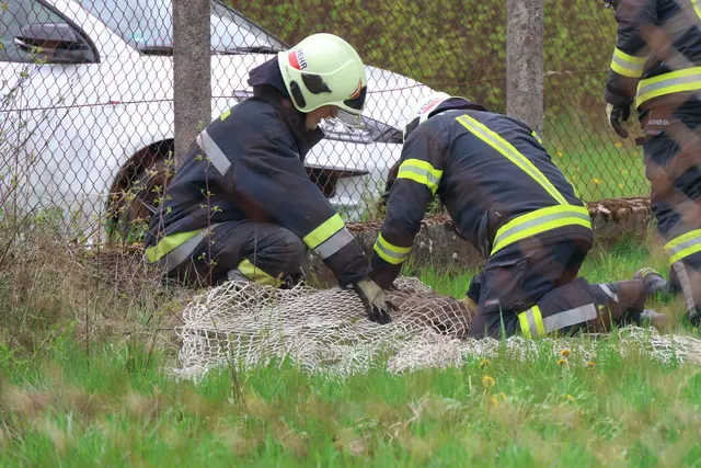 Verirrte Rehe hielten Einsatzkräfte in Wels auf Trab