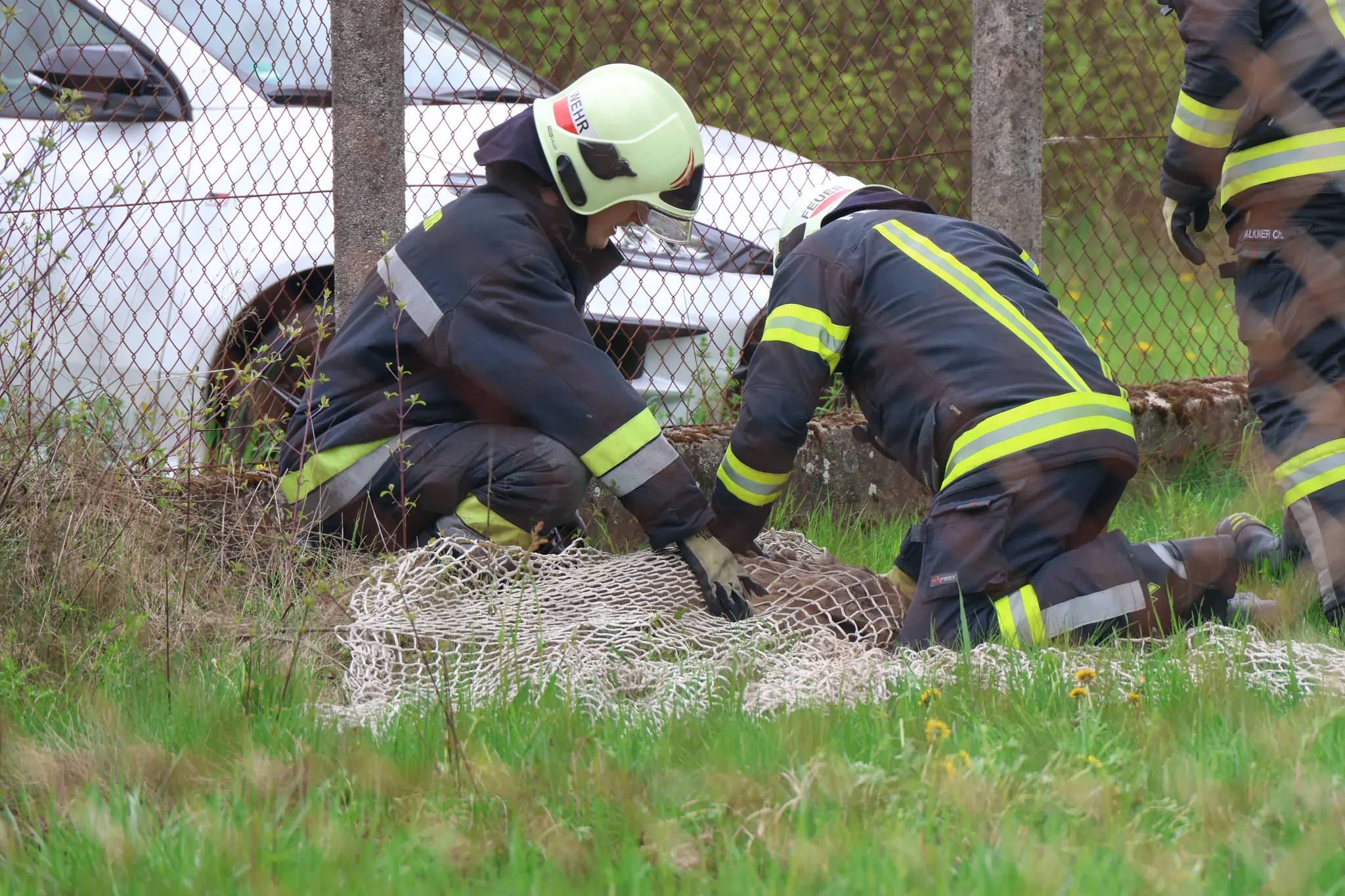 Gnadenschuss für Wildtiere: Verirrte Rehe hielten Einsatzkräfte in Wels ...