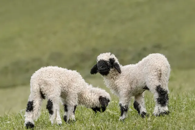 Die Walliser Schwarznasen-Schafe sind seit Ende Februar in Altenfelden zuhause. | Foto: Tierpark Altenfelden