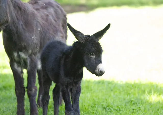 Foto: Tierpark Altenfelden