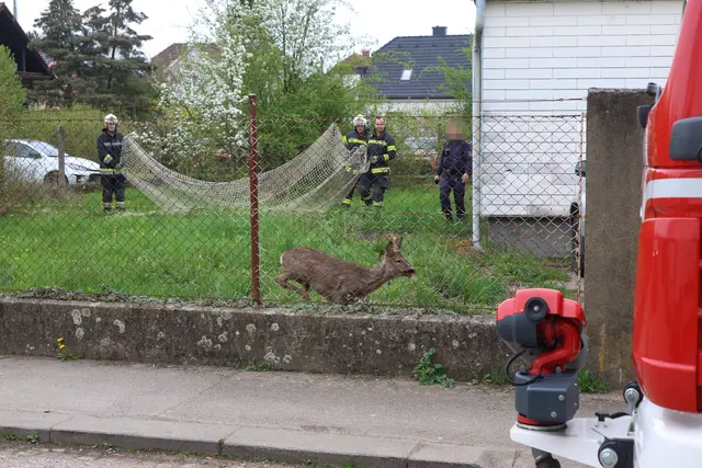 Ein Rehbock wurde in einem Garten in Wels-Lichtenegg gefunden. | Foto: laumat.at