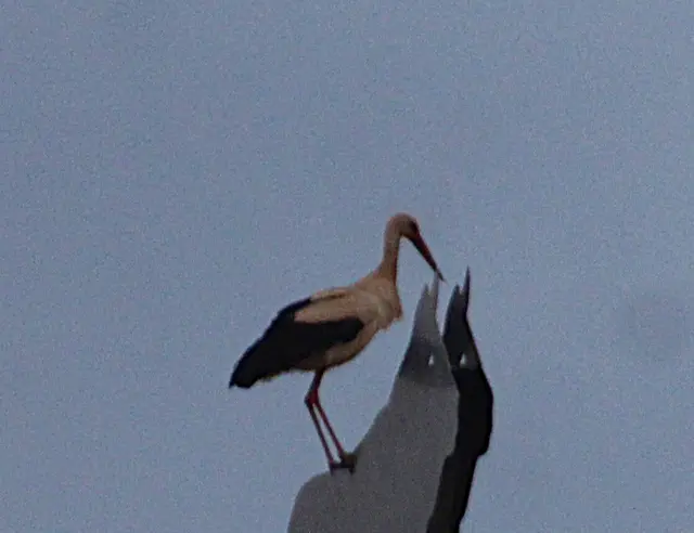 Abendlicher Besucher in Althofen