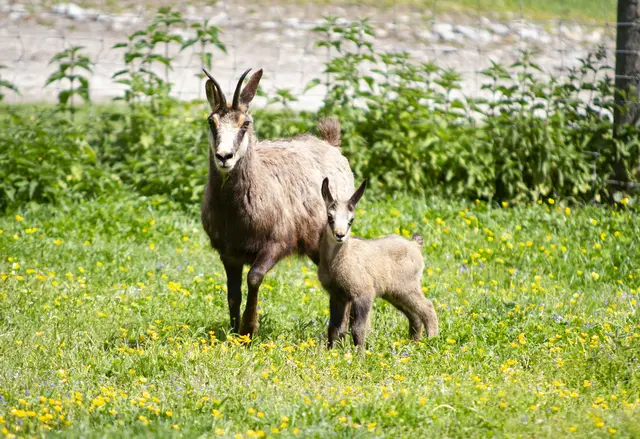 Foto: Tierpark Altenfelden