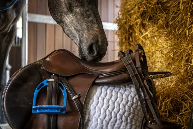 Die Rösser im Pferdezentrum Stadl-Paura bleiben vorerst ungesattelt, denn: Man versucht der ausgebrochenen Pferdegrippe Herr zu werden. | Foto: TVB Traunsee-Almtal_brainpark