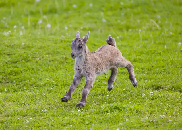Foto: Tierpark Altenfelden