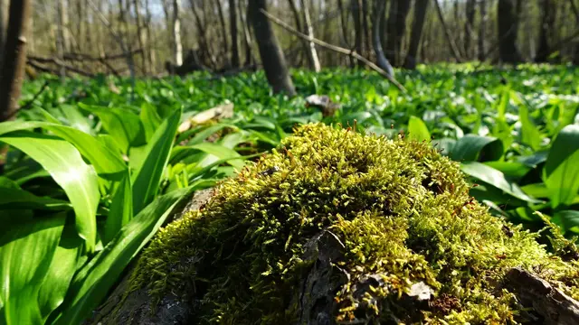 Nicht nur schmackhaft, sondern auch gesund, der Bärlauch! | Foto: Silvia Plischek